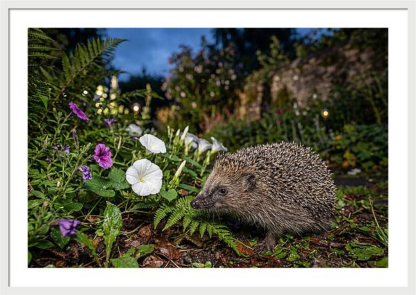 European Hedgehog In Garden