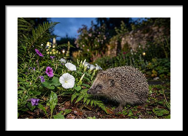 European Hedgehog In Garden