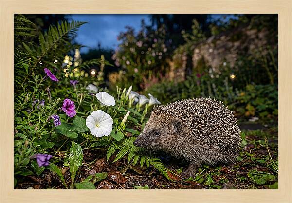 European Hedgehog In Garden