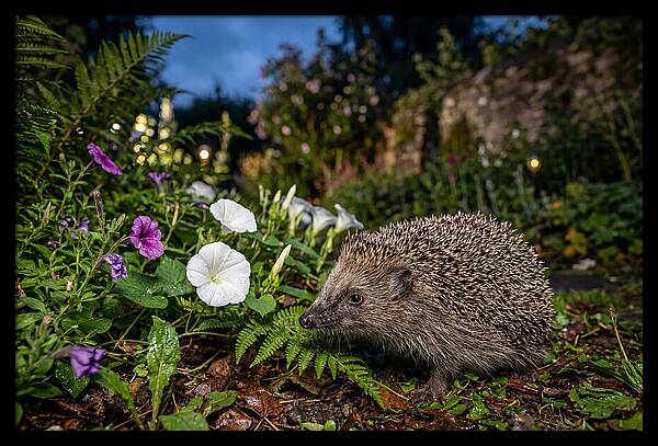 European Hedgehog In Garden