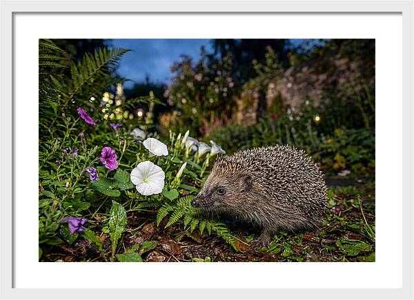 European Hedgehog In Garden