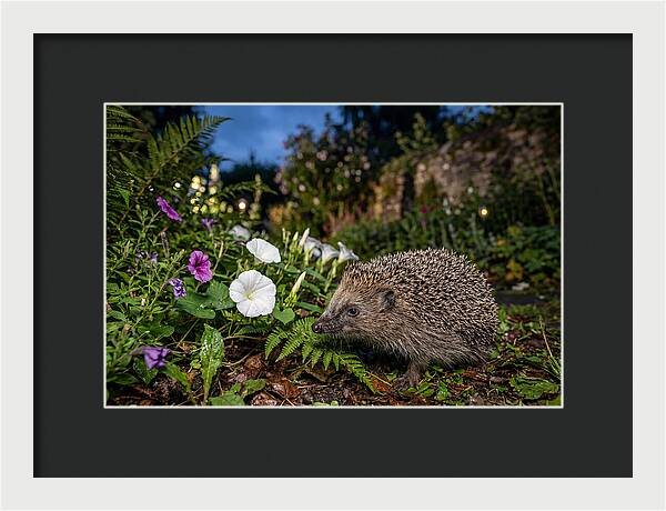 European Hedgehog In Garden