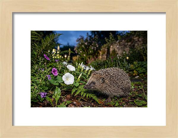 European Hedgehog In Garden