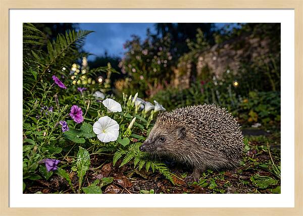 European Hedgehog In Garden