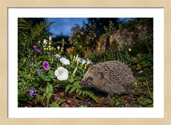 European Hedgehog In Garden