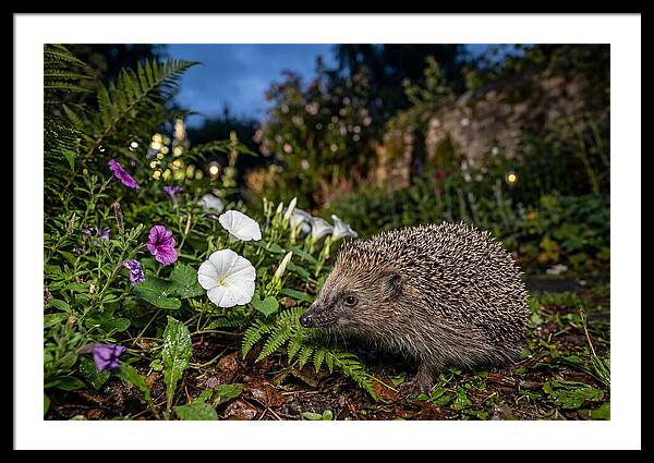 European Hedgehog In Garden