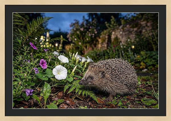 European Hedgehog In Garden
