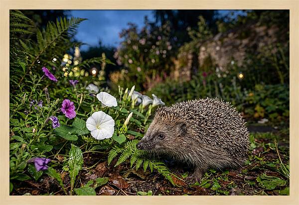 European Hedgehog In Garden