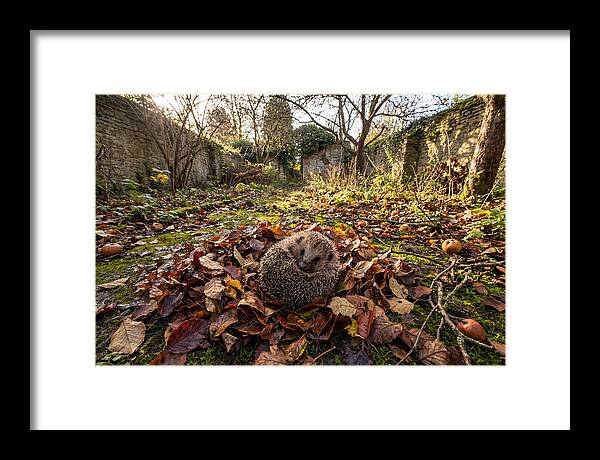 European Hedgehog Nestled In Leaves