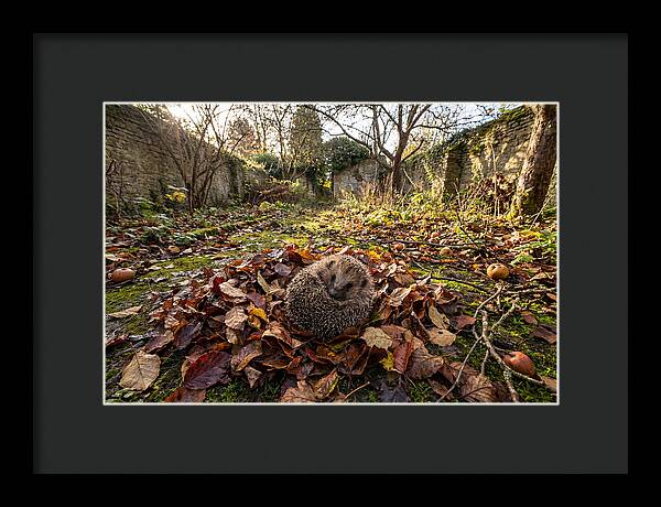 European Hedgehog Nestled In Leaves