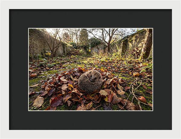 European Hedgehog Nestled In Leaves