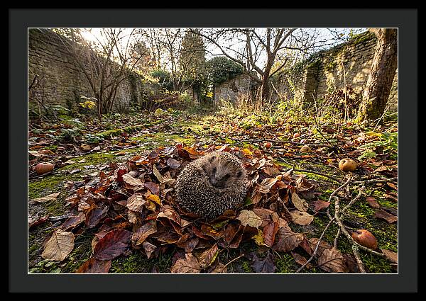European Hedgehog Nestled In Leaves