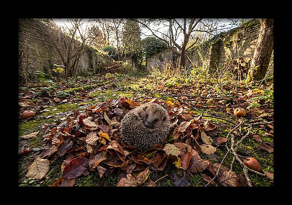 European Hedgehog Nestled In Leaves