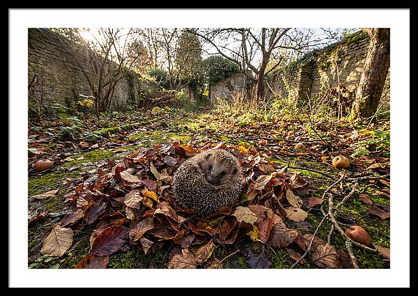 European Hedgehog Nestled In Leaves