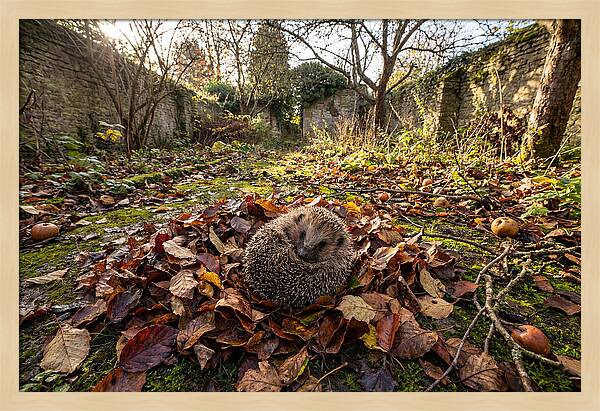 European Hedgehog Nestled In Leaves