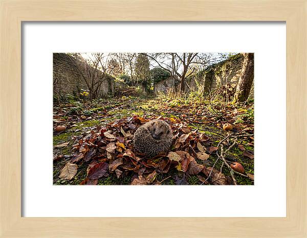 European Hedgehog Nestled In Leaves