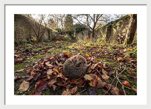 European Hedgehog Nestled In Leaves