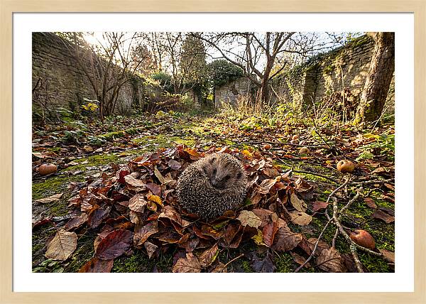 European Hedgehog Nestled In Leaves