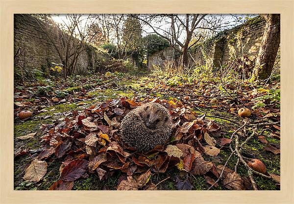 European Hedgehog Nestled In Leaves