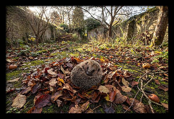 European Hedgehog Nestled In Leaves