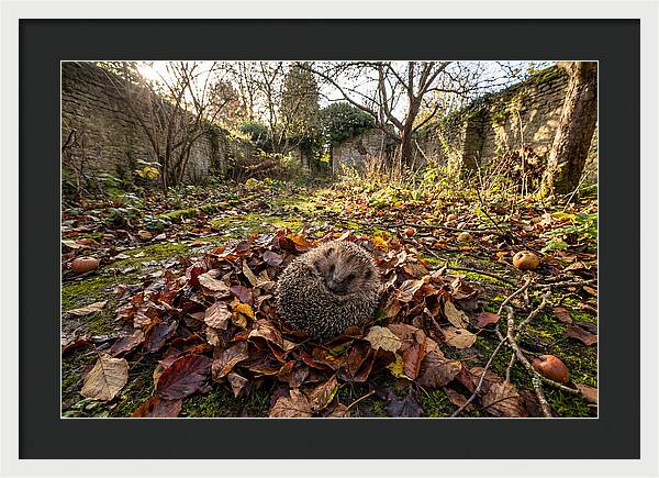 European Hedgehog Nestled In Leaves