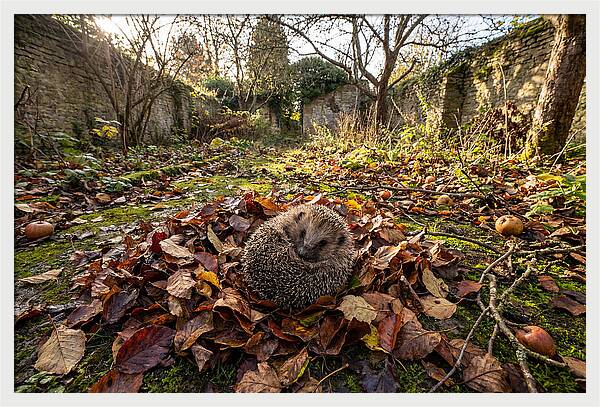 European Hedgehog Nestled In Leaves