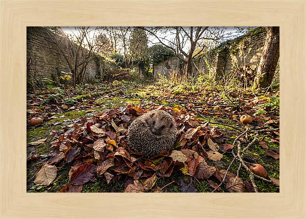 European Hedgehog Nestled In Leaves