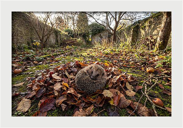 European Hedgehog Nestled In Leaves
