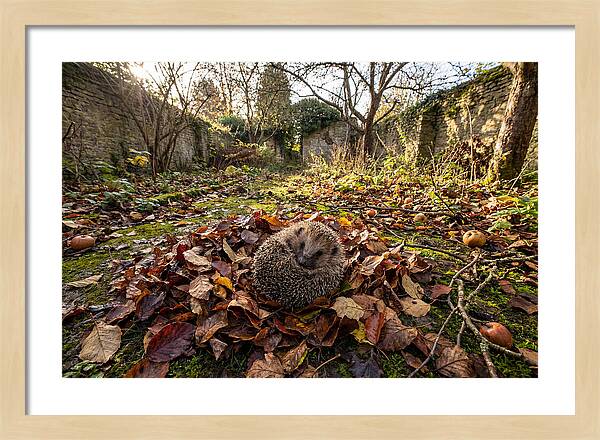 European Hedgehog Nestled In Leaves