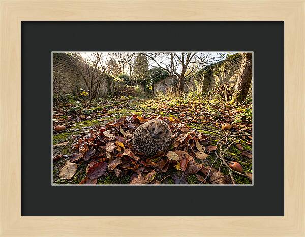 European Hedgehog Nestled In Leaves