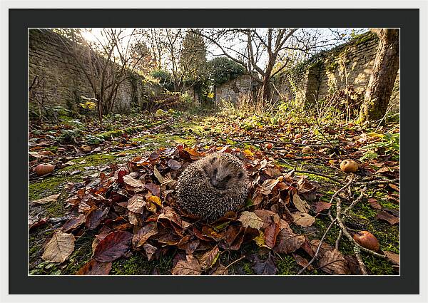European Hedgehog Nestled In Leaves