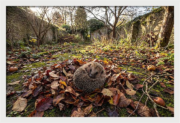 European Hedgehog Nestled In Leaves
