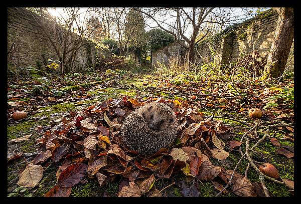 European Hedgehog Nestled In Leaves