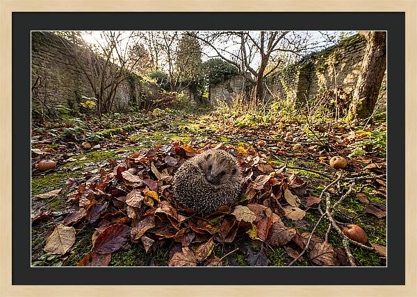 European Hedgehog Nestled In Leaves