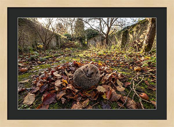 European Hedgehog Nestled In Leaves
