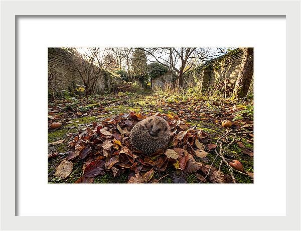 European Hedgehog Nestled In Leaves