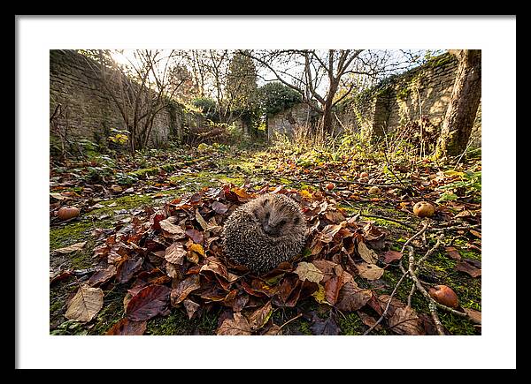 European Hedgehog Nestled In Leaves