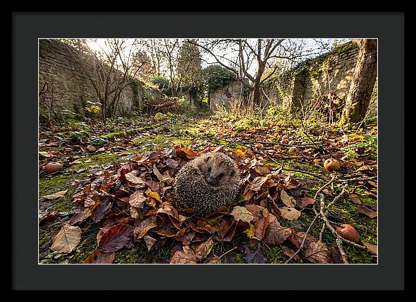 European Hedgehog Nestled In Leaves