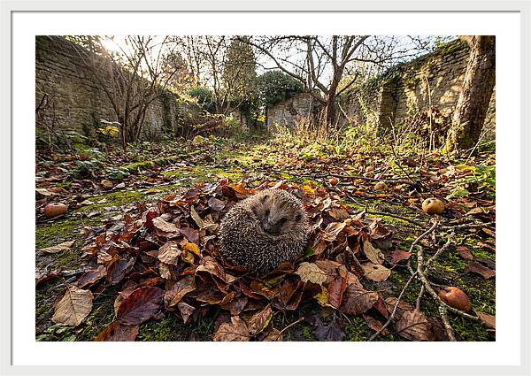 European Hedgehog Nestled In Leaves
