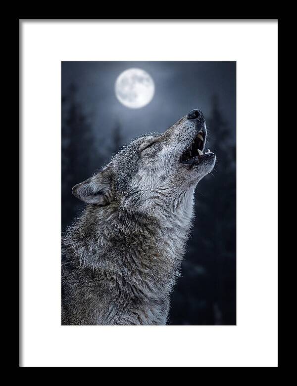 European Wolves Howling Under Moonlight