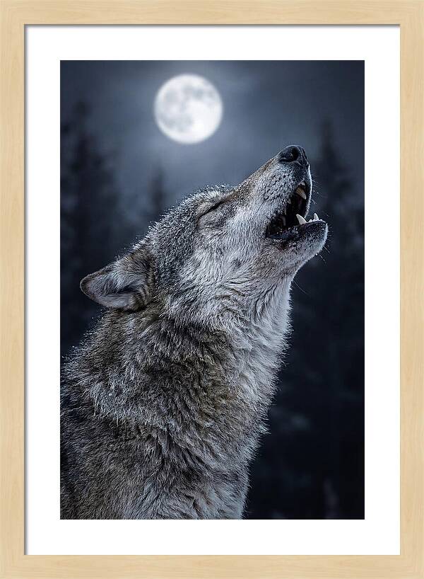 European Wolves Howling Under Moonlight