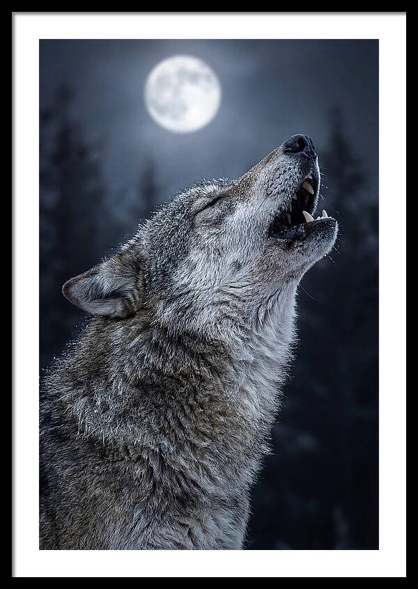 European Wolves Howling Under Moonlight
