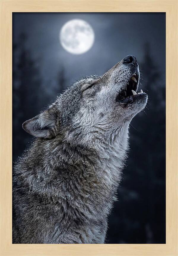 European Wolves Howling Under Moonlight