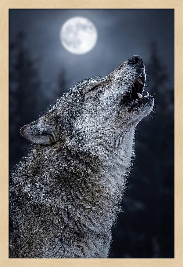 European Wolves Howling Under Moonlight