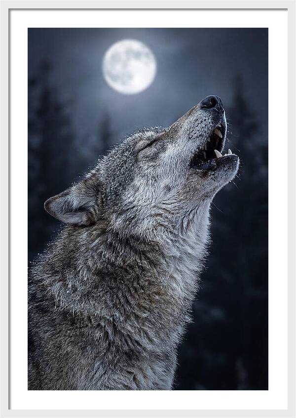 European Wolves Howling Under Moonlight