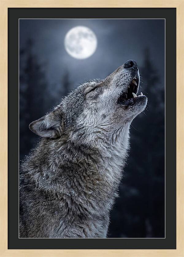 European Wolves Howling Under Moonlight