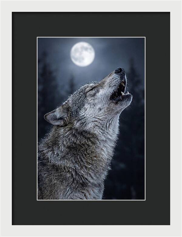 European Wolves Howling Under Moonlight