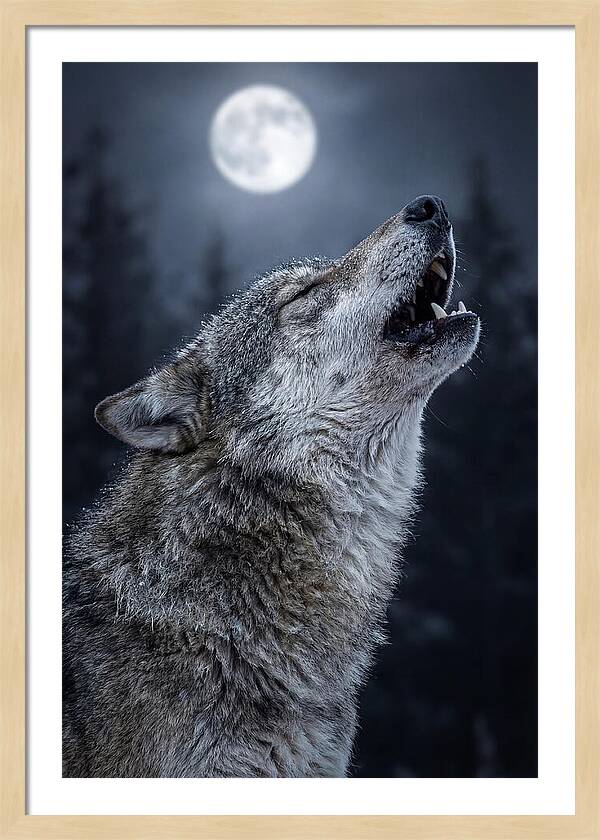 European Wolves Howling Under Moonlight