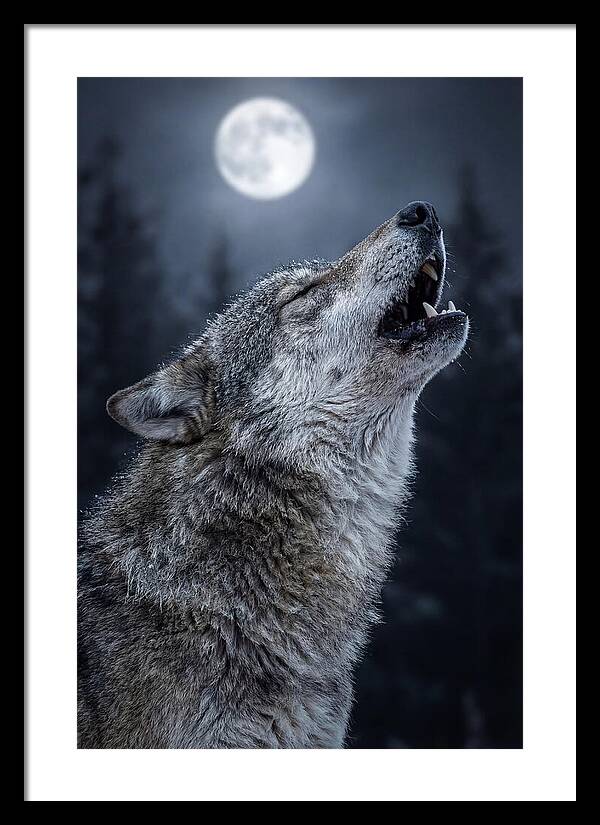 European Wolves Howling Under Moonlight