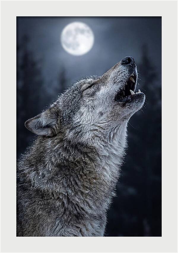 European Wolves Howling Under Moonlight
